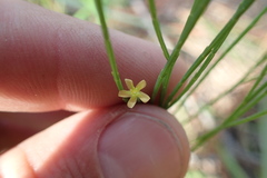 Hypericum gentianoides