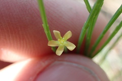 Hypericum gentianoides