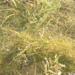 Potamogeton pusillus