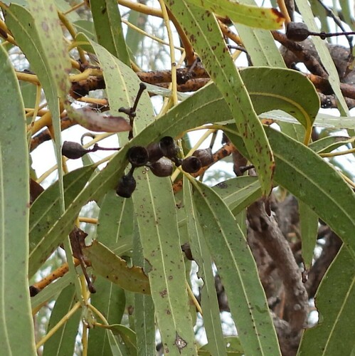 Image of Eucalyptus tectifica by (c) Mark Clarke, some rights reserved (CC BY)