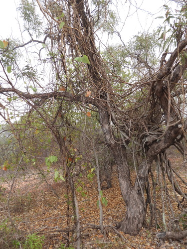Image of Eucalyptus tectifica by (c) Mark Clarke, some rights reserved (CC BY)