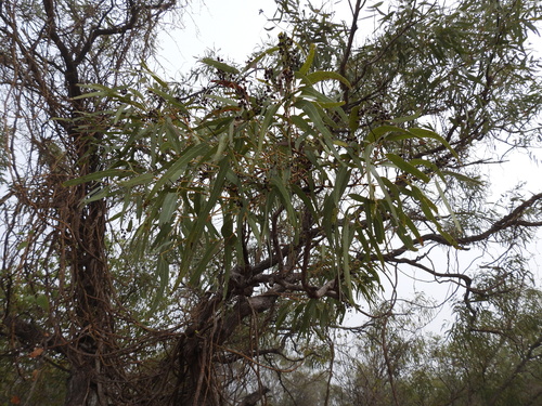 Image of Eucalyptus tectifica by (c) Mark Clarke, some rights reserved (CC BY)