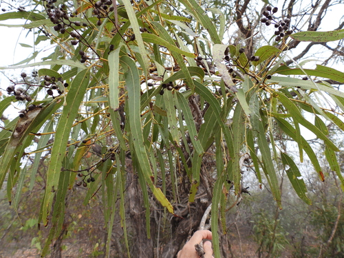 Image of Eucalyptus tectifica by (c) Mark Clarke, some rights reserved (CC BY)