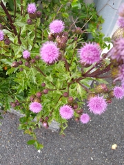 Cirsium arvense