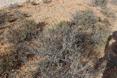 Jamesbrittenia fruticosa