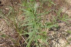 Iva angustifolia