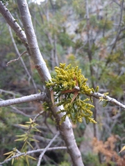 Arceuthobium oxycedri