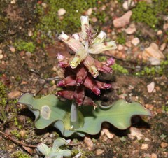 Lachenalia undulata