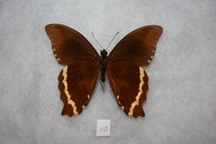 Papilio nireus pseudonireus