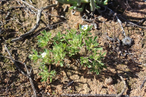 Image of Oxalis virginea by (c) Brian du Preez, some rights reserved (CC BY-SA)