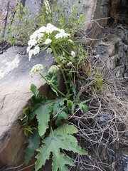 Heracleum grandiflorum