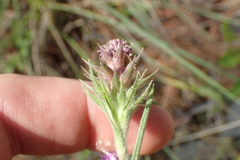 Liatris tenuis