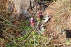 Liatris tenuis