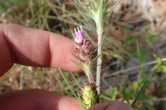 Liatris tenuis