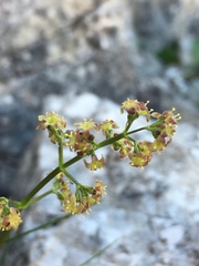 Valeriana elongata