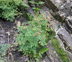 Thalictrum foetidum