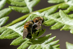 Microdon manitobensis