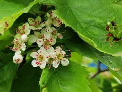 Crataegus chlorosarca