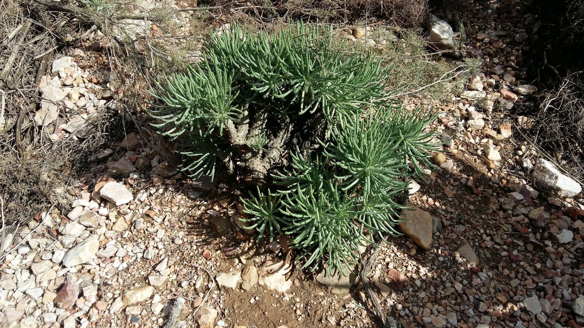 Tylecodon cacalioides