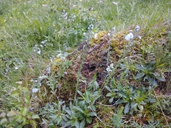 Veronica gentianoides