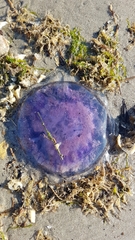 Cyanea lamarckii