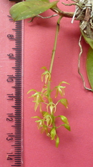 Notylia pubescens