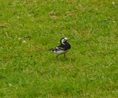 Motacilla alba yarrellii