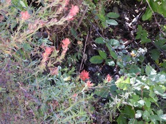 Castilleja martini martini