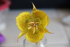 Calochortus weedii weedii