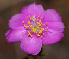 Anacampseros telephiastrum