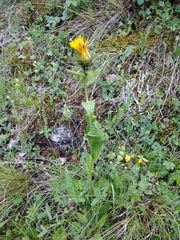Pentanema orientale