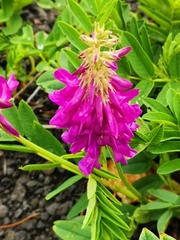 Hedysarum hedysaroides