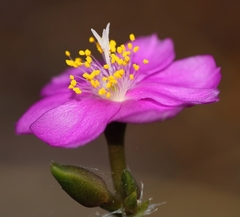 Anacampseros telephiastrum