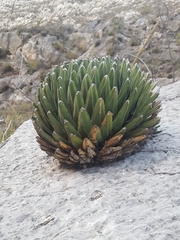 Agave victoriae-reginae
