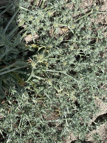 California eryngo (Eryngium aristulatum)