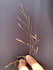 Deschampsia danthonioides