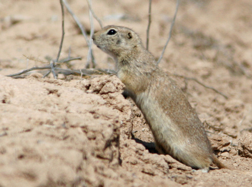 How to identify Urocitellus mollis (Kennicott, 1863)