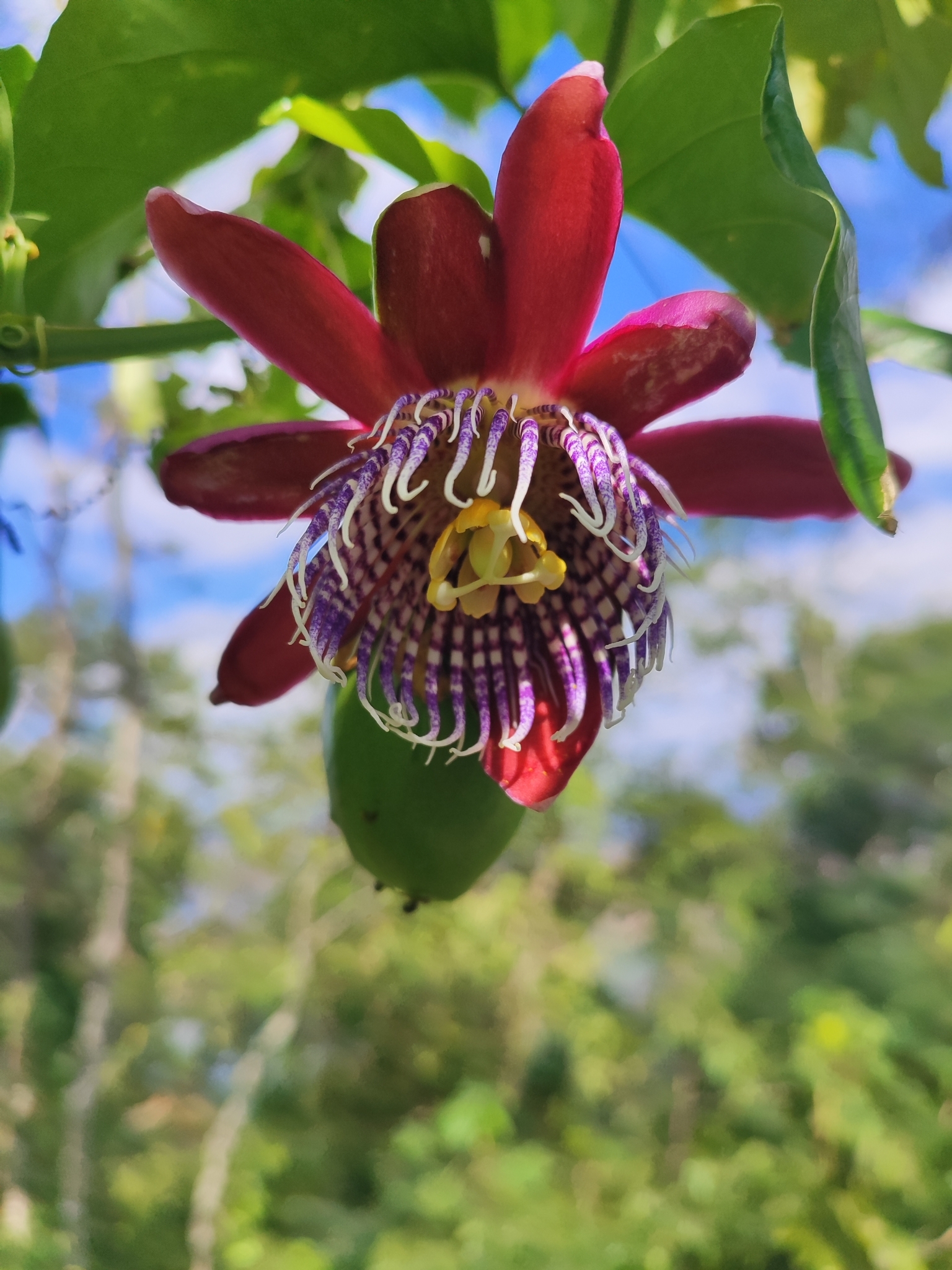 Passiflora alata