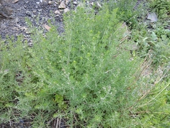 Teucrium orientale