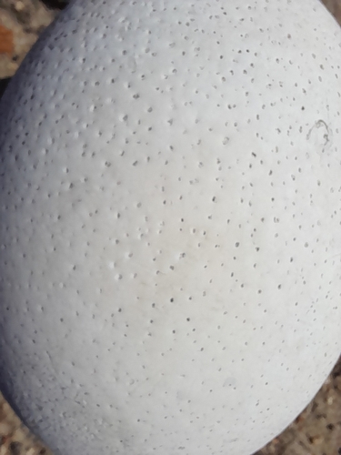 Common Ostrich