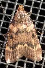 Aglossa disciferalis