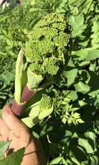 Peucedanum verticillare