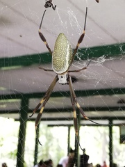 Trichonephila clavipes