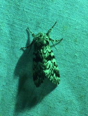 Panthea acronyctoides