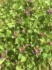 Prunella vulgaris