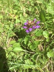 Prunella vulgaris