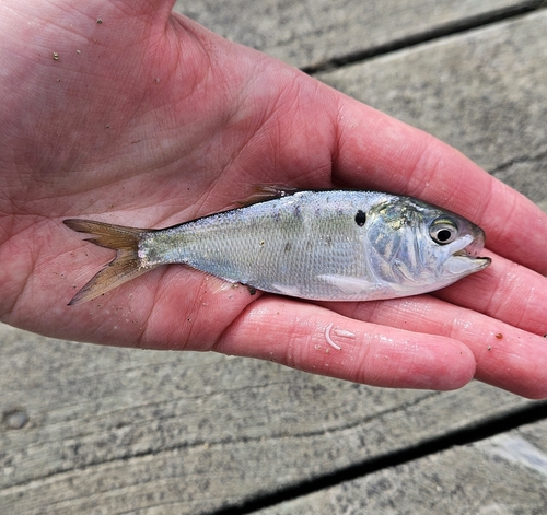 Atlantic Menhaden