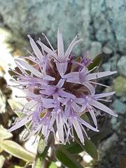 Monardella odoratissima glauca