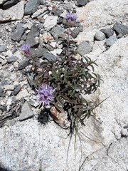 Monardella odoratissima glauca