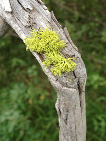 iNaturalist observation photo of wolf lichen